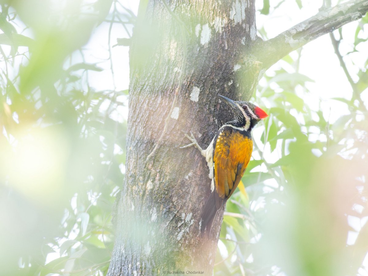 Some very good birds during yesterday’s quick birding session on the patch. <a href="/Team_eBird/">eBird</a> checklist:

ebird.org/checklist/S293…

#birdwatching #birding #birdsofgoa #indianbirds