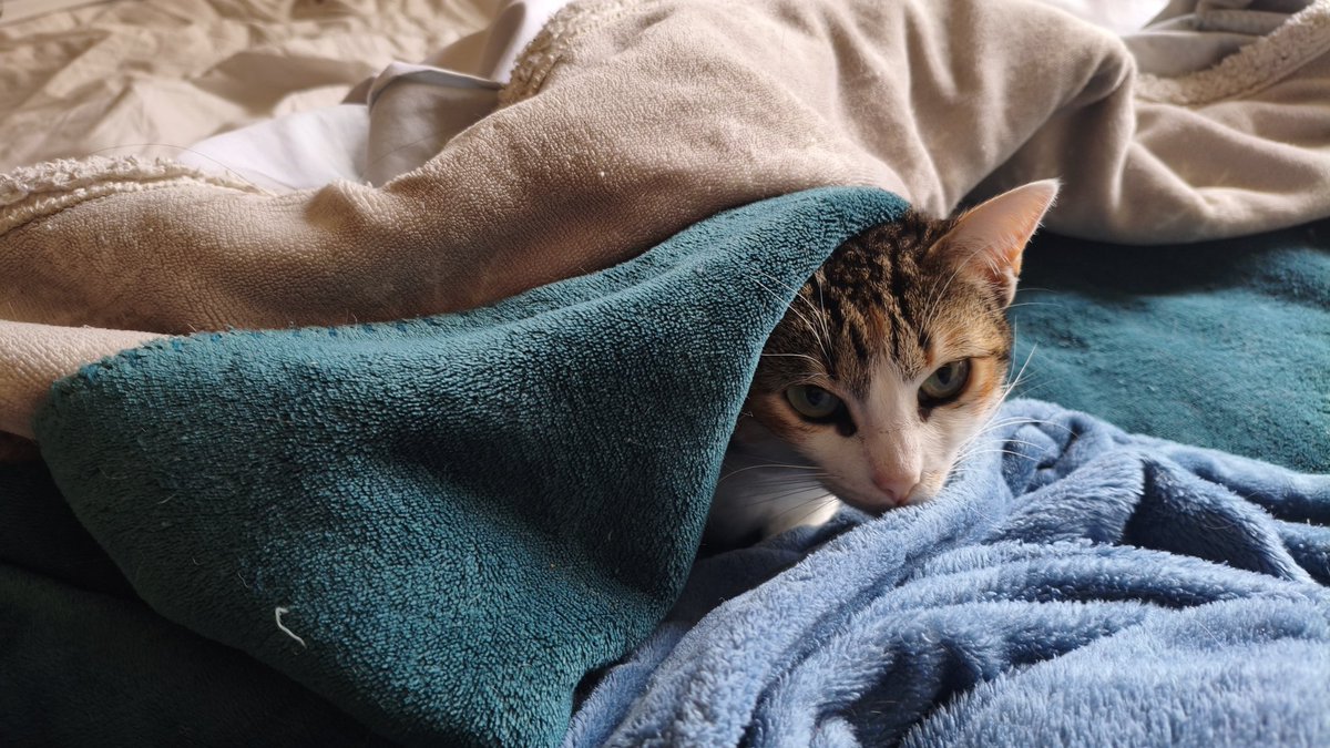 ChromySource's tweet image. Creo, y solo creo, que hace algo de frío 🤭