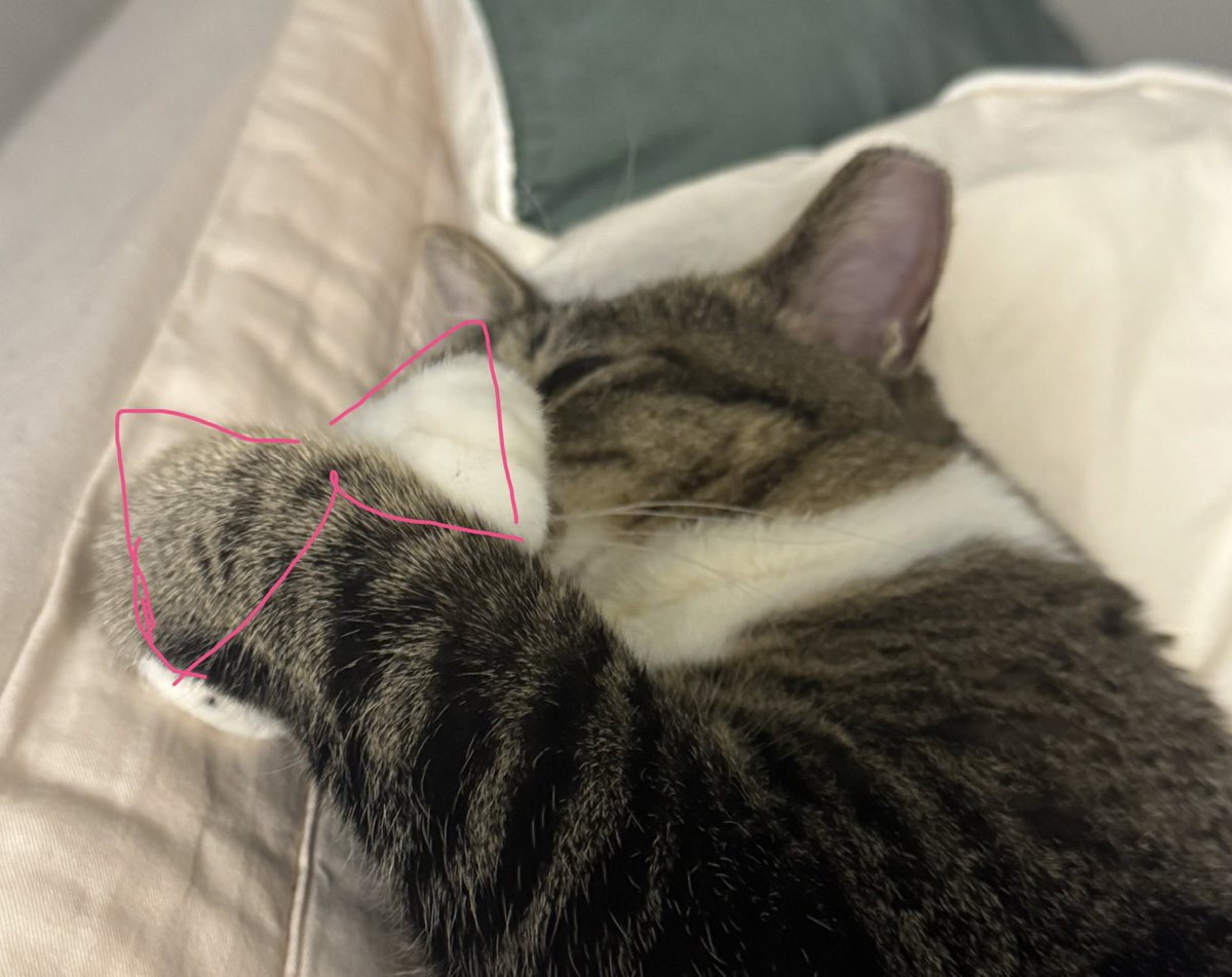 리본이 보인다🫢