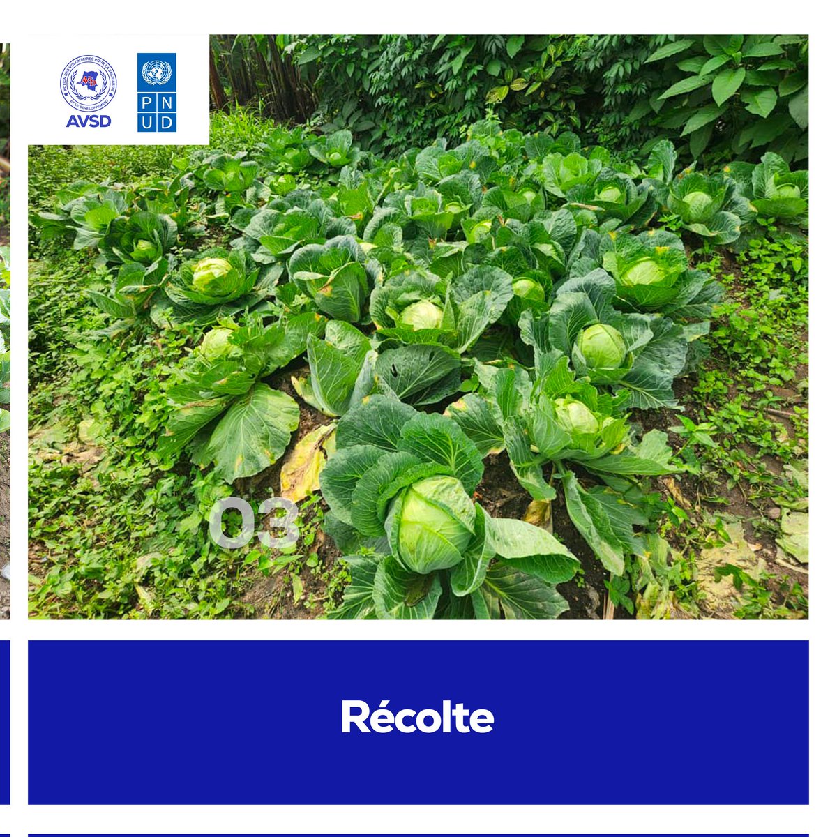 Avsd-drcongo tweet media