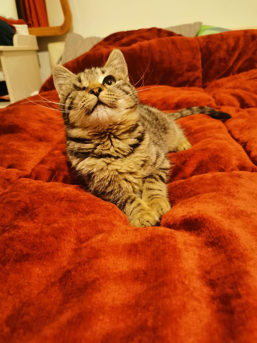 📍ANKARA /Çankaya
05446520636
Rüya kızımız yuva arıyor 💛
2,5 aylık dişi yavrumuzun bir gözü görmüyor. Ama mırıl mırıl bir bebek olmasına engel değil. Kucaktan inmiyor. Hiç bir sağlık problemi yok. Iç dış parazit yapıldı. 
Sıcacık sizi sevip aşkla size baksın mı 🍀

<a href="/mrvearmagan/">Merve Armağan</a>