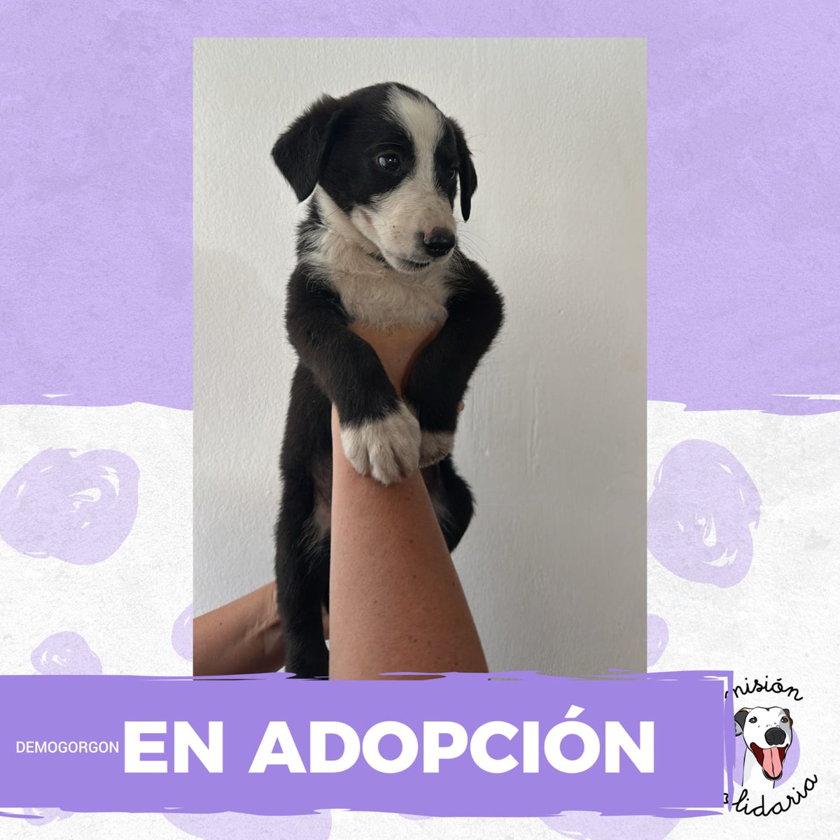 Demogorgon tiene 3 meses, está vacunado y desparasitado. No viene del Upside Down, viene a darte mucho amor y alegría todos los días! 😍🌀.
 Zonas CABA y GBA 
¿Querés adoptarlo? Escribime! 
misionsolidariatwitter@gmail.com 
Asunto: Mi perrito Demogorgon 
RT porfa