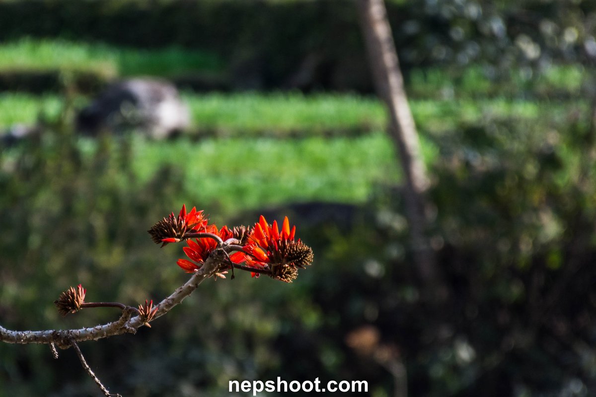 nepshoot's tweet photo. Red flower blooming in calm nature
Red flower.
#redflower #nature #bloom #outdoor #branch #greenbackground https://t.co/195mMcHoXs