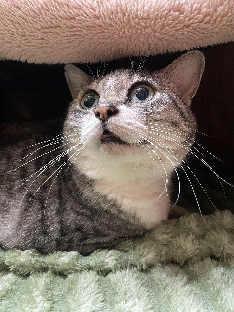 リュウコさん (@fanta326) / Posts / X