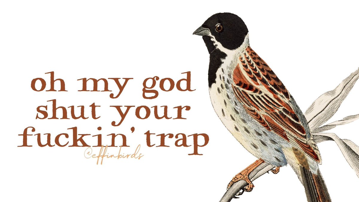 EffinBirds's tweet photo. https://t.co/Jzq8RB42un