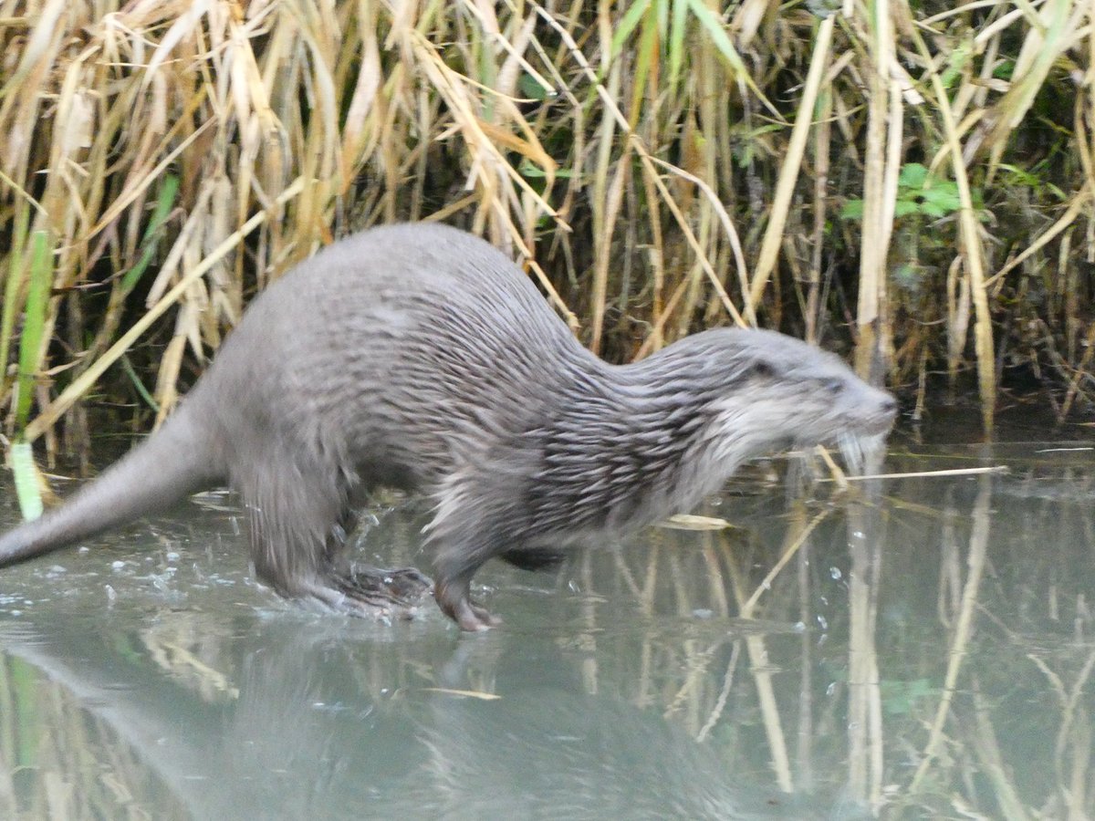 Dr Simon Pickering tweet media