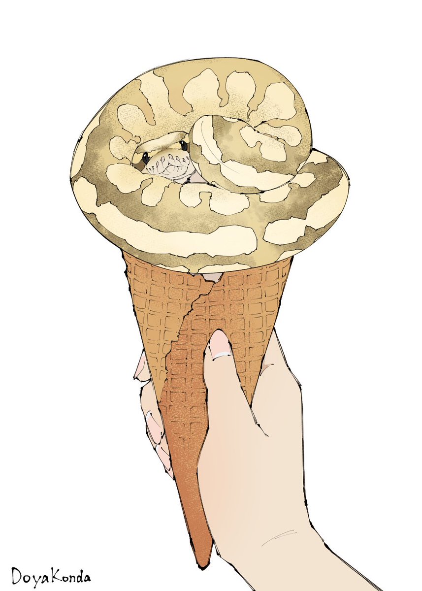 DoyaKonda's tweet photo. ボールパイソン バニラクリームちゃん https://t.co/KAsskBl1aQ