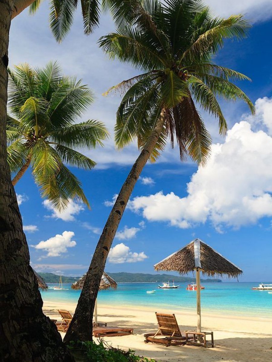 MozartCultures tweet media