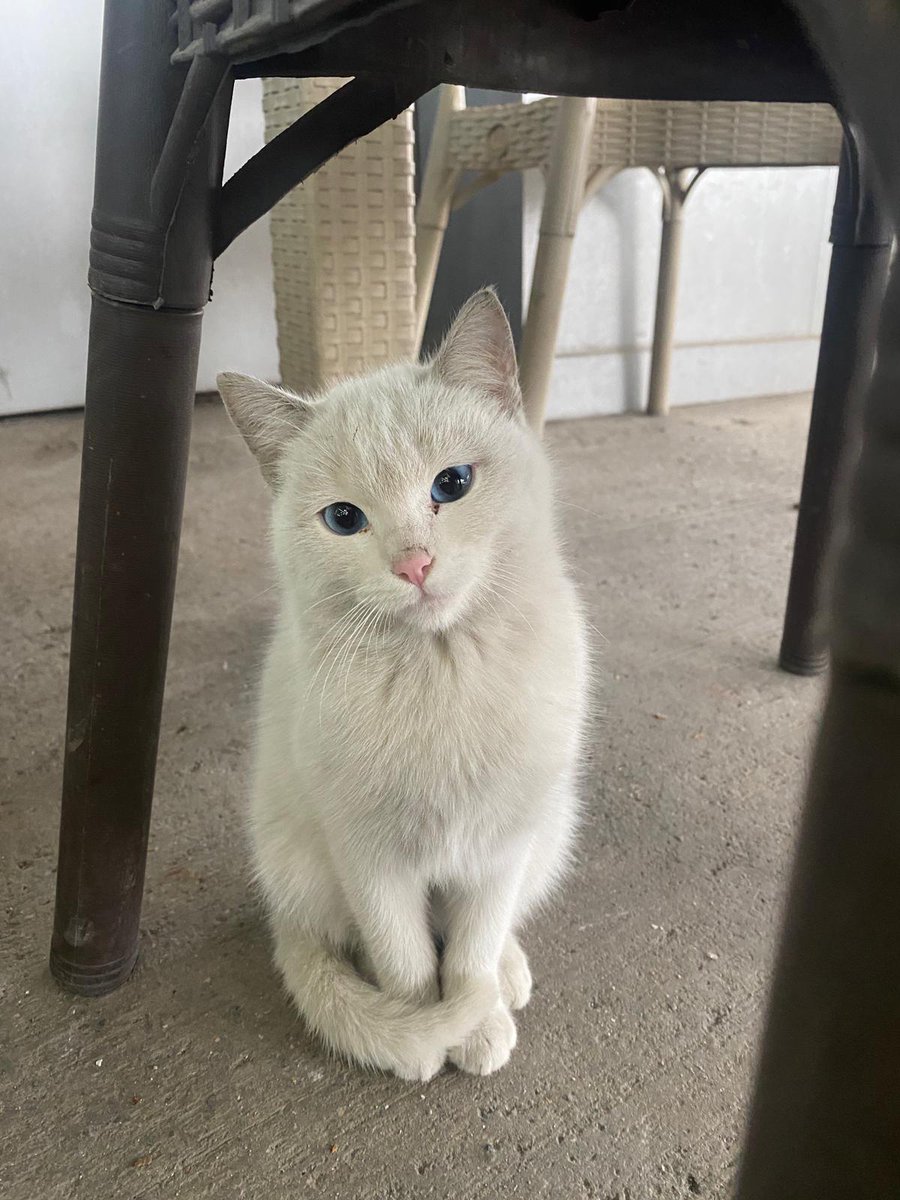 6movie1season's tweet image. Allahını seven buna bir baksın. Şırnak'ta sokakta geziyor. Miss Universe ya