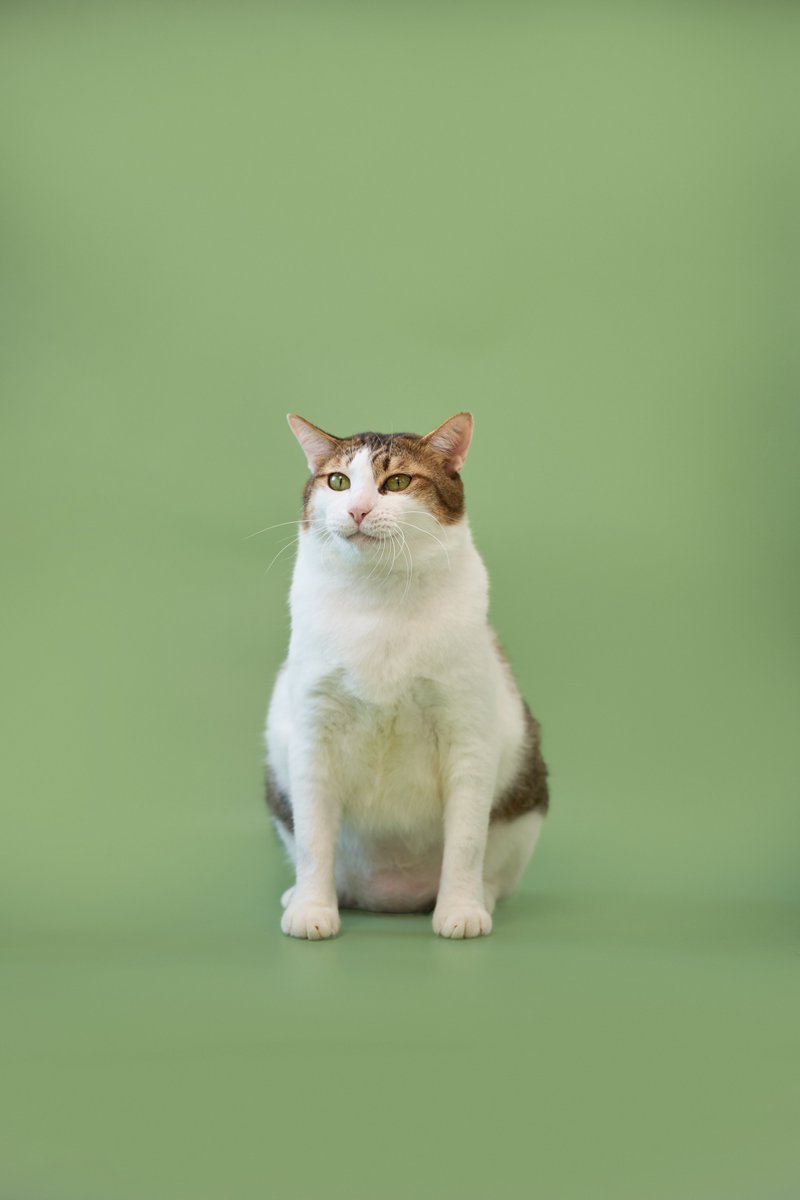 soidogadoptions's tweet image. น้องหมาหาบ้านตัวแรกประจำปี2026🧡 

📷ไปเปอร์ เพศผู้ อายุ 2 ปี 11 เดือน

สนใจรับเลี้ยงแอดไลน์ @adoptionth 
หรือโทร 061-2642296

#availableforlocal #แมวหาบ้าน #หาบ้านให้แมว #แมวจรหาบ้าน