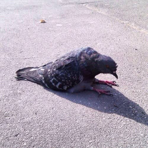 Kabootar (Pigeon) tweet media