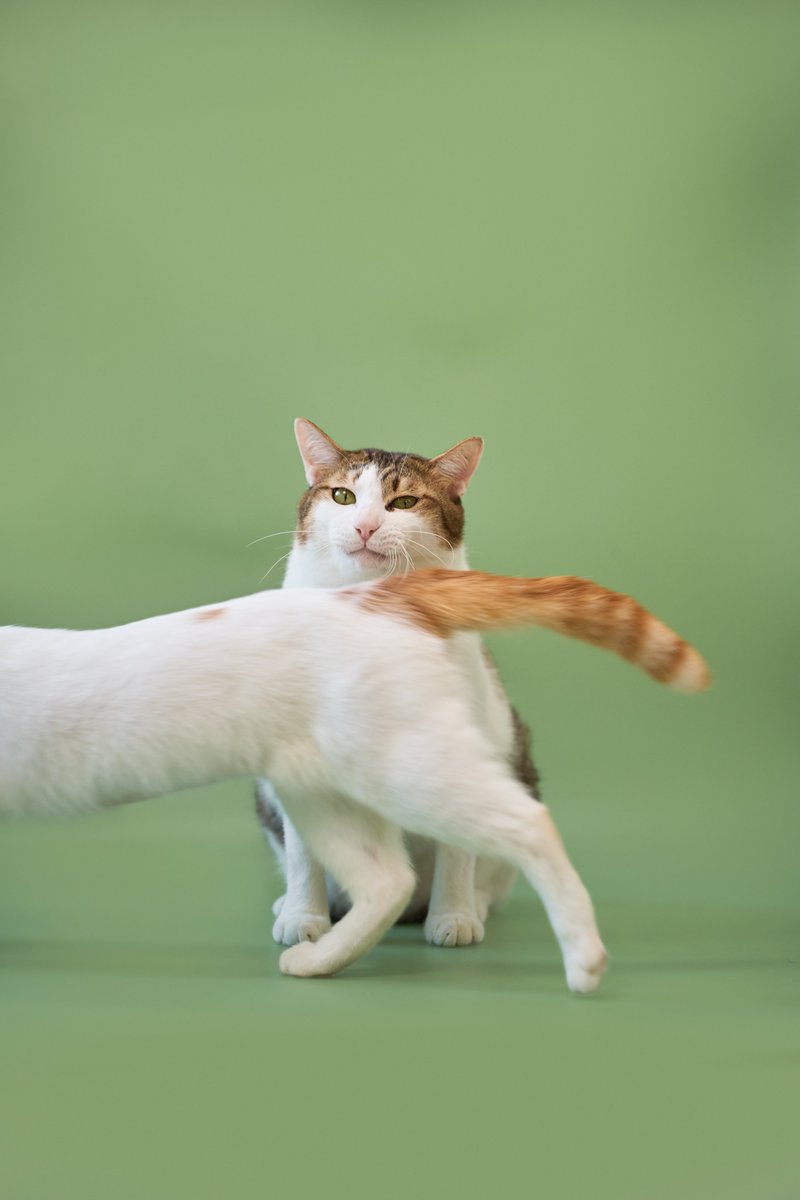 soidogadoptions's tweet image. น้องหมาหาบ้านตัวแรกประจำปี2026🧡 

📷ไปเปอร์ เพศผู้ อายุ 2 ปี 11 เดือน

สนใจรับเลี้ยงแอดไลน์ @adoptionth 
หรือโทร 061-2642296

#availableforlocal #แมวหาบ้าน #หาบ้านให้แมว #แมวจรหาบ้าน