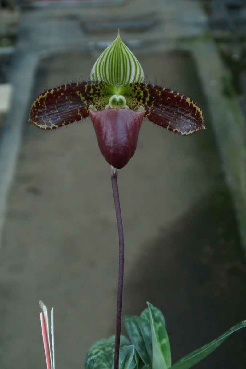 弊社交配のブラックタイプのサクハクリーのセレクト個体の花が咲きました💮

Paph. sukhakulii 'Moonless Night'
('2014-173' x 'Tokyo Muscles' BM/JOGA)

トップクラスの濃色花です。
ペタルが黒くリップの先端まで濃いです。
ペタルの色素が厚いため今回の花は少し抱えて咲いています。