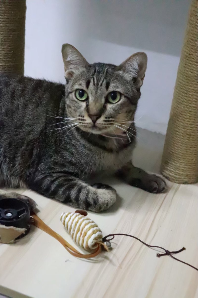 johnjud_cu's tweet image. 🏡 หาบ้านให้ “กำไล” #กำไล_JohnJud หรือที่ทุกคนเรียกกันว่าแม่กำไล🐱🫶🏻

เพศ : เมีย
อายุ : มากกว่า 2 ปี
ไม่เป็น FIV และ FeLV✅
ทำวัคซีนครบและทำหมันเรียบร้อย✅
🧶 นิสัย : เรียบร้อย ชอบให้เกา ใจดีกับแมวตัวอื่น อ่อนโยน ไม่กางเล็บ