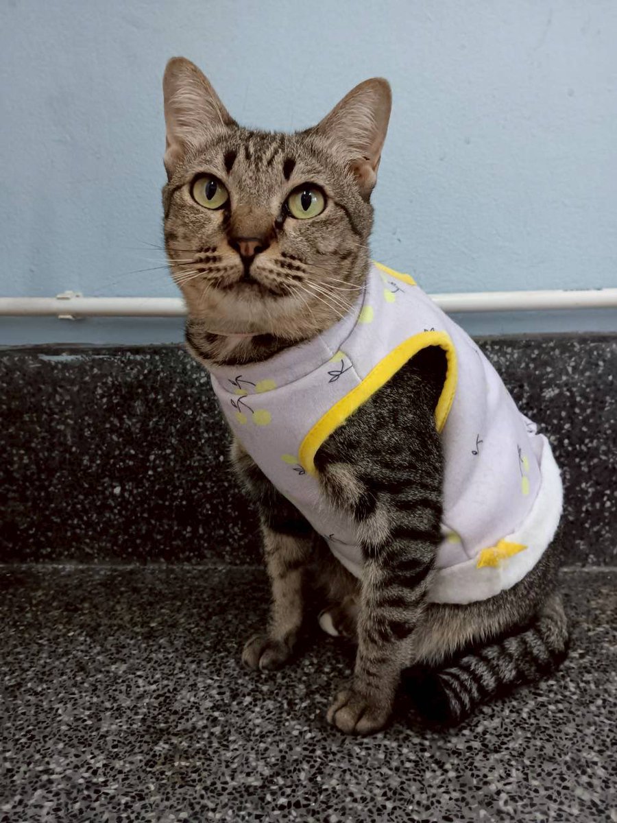 johnjud_cu's tweet image. 🏡 หาบ้านให้ “กำไล” #กำไล_JohnJud หรือที่ทุกคนเรียกกันว่าแม่กำไล🐱🫶🏻

เพศ : เมีย
อายุ : มากกว่า 2 ปี
ไม่เป็น FIV และ FeLV✅
ทำวัคซีนครบและทำหมันเรียบร้อย✅
🧶 นิสัย : เรียบร้อย ชอบให้เกา ใจดีกับแมวตัวอื่น อ่อนโยน ไม่กางเล็บ