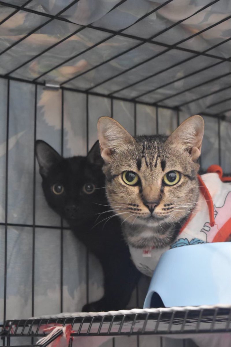 johnjud_cu's tweet image. 🏡 หาบ้านให้ “กำไล” #กำไล_JohnJud หรือที่ทุกคนเรียกกันว่าแม่กำไล🐱🫶🏻

เพศ : เมีย
อายุ : มากกว่า 2 ปี
ไม่เป็น FIV และ FeLV✅
ทำวัคซีนครบและทำหมันเรียบร้อย✅
🧶 นิสัย : เรียบร้อย ชอบให้เกา ใจดีกับแมวตัวอื่น อ่อนโยน ไม่กางเล็บ