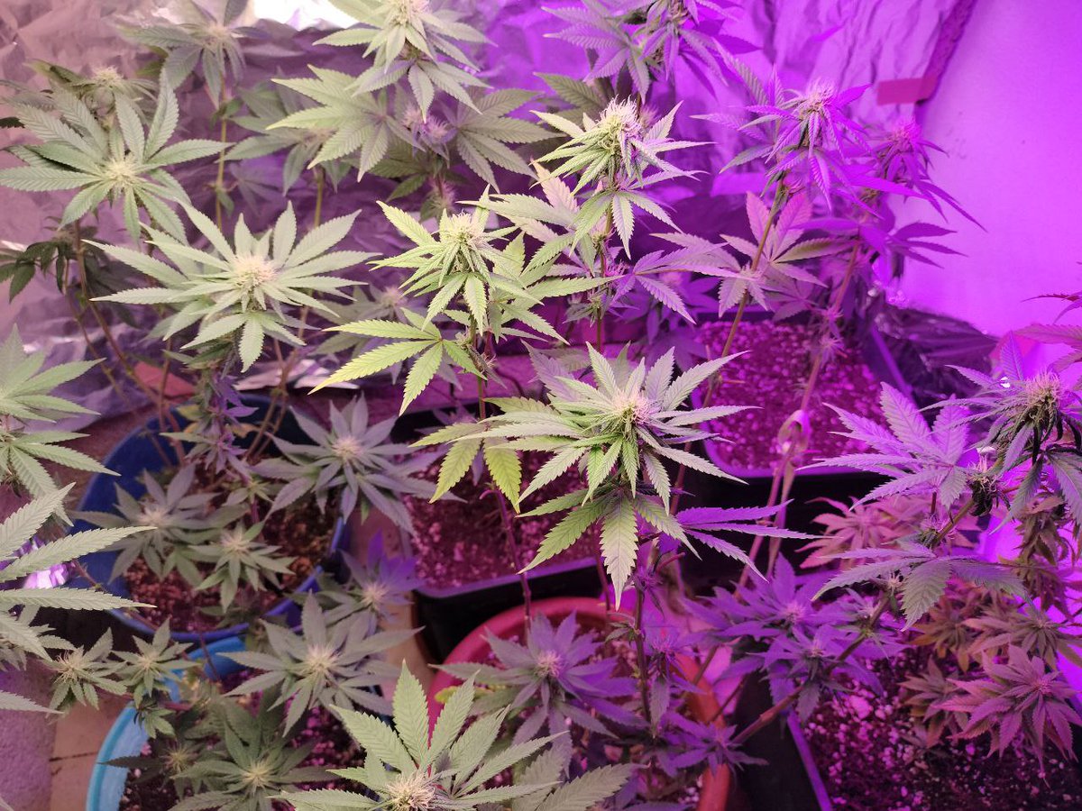 solweed423's tweet image. These are sisters of the 4 that will be live on Pump Fun, the seedlings I just uploaded in the previous post #SolWeed