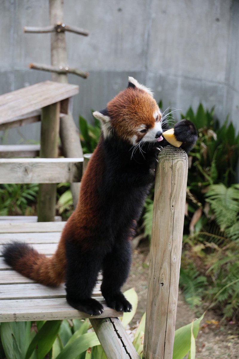 赤リンゴポシェットを下げたレッサーパンダさん 飼育員さんから目にも止まらなぬ速さでリンゴを奪い取ると、またしても