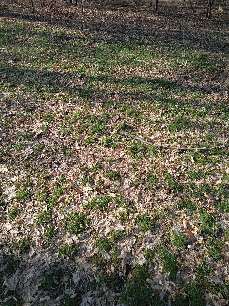 Середина января, только ласточек не хватает 🙄 Одолжите зиму на Крещенье, у кого там лишняя? #Алматы