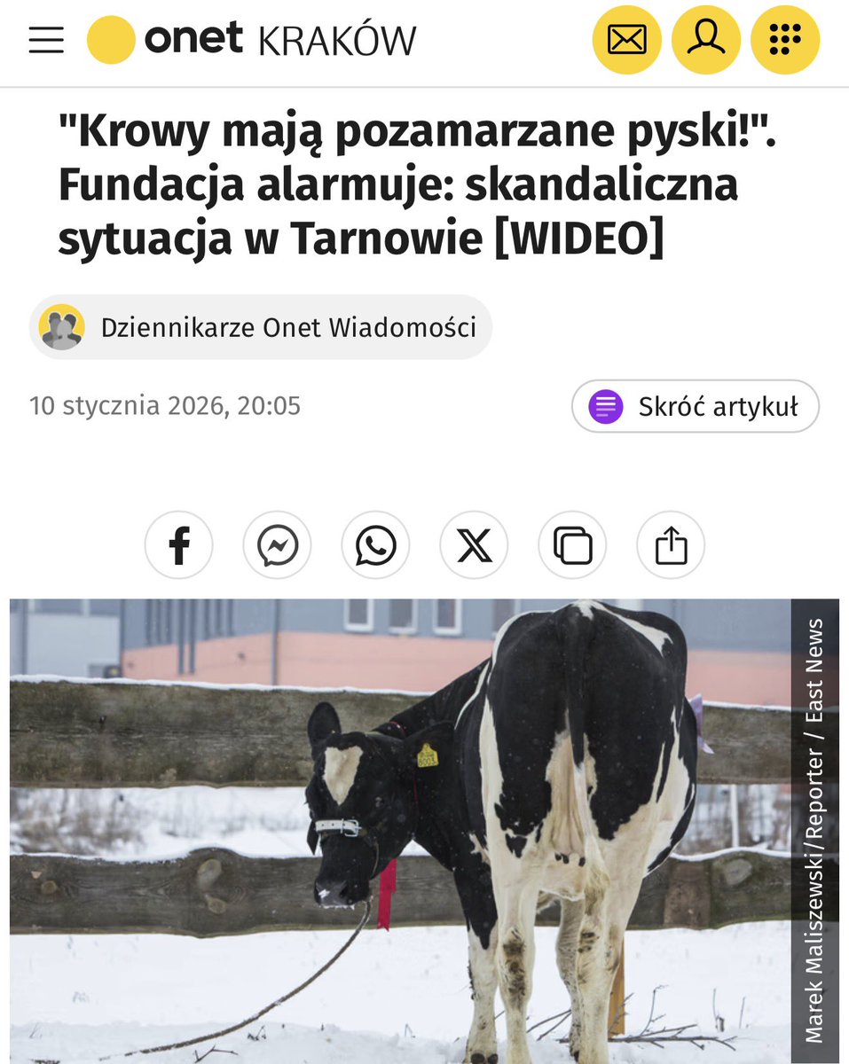 jacekzarzecki's tweet image. Artykuł @OnetWiadomosci i  wpis #TOZ to klasyczny bambinizm, czyli ocenianie dobrostanu zwierząt przez pryzmat ludzkich emocji zamiast biologii i realiów hodowli. Ktoś widzi mróz i automatycznie zakłada cierpienie, bo człowiek marznie, ignorując fakt, że bydło to nie chihuahua.…