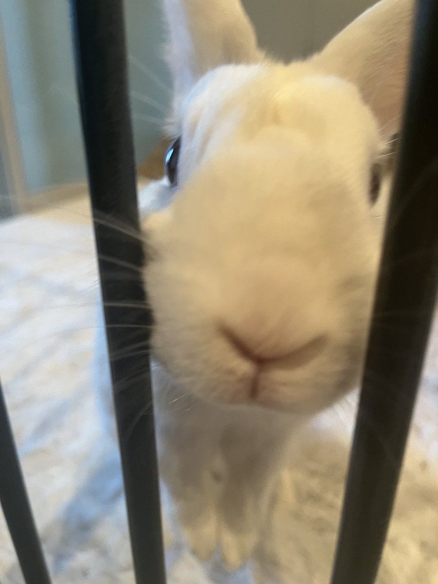 1.5時間置きに仕事している飼い主の様子を見に来るテテんち