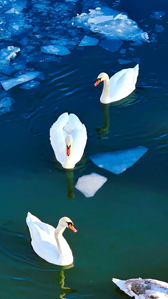 _Bosniaks's tweet image. 👉 #Brčko is a city and the administrative seat of Brčko District, in northern #Bosnia and Herzegovina. It lies on the banks of Sava #river across from #Croatia. 

📷Željko Novaković