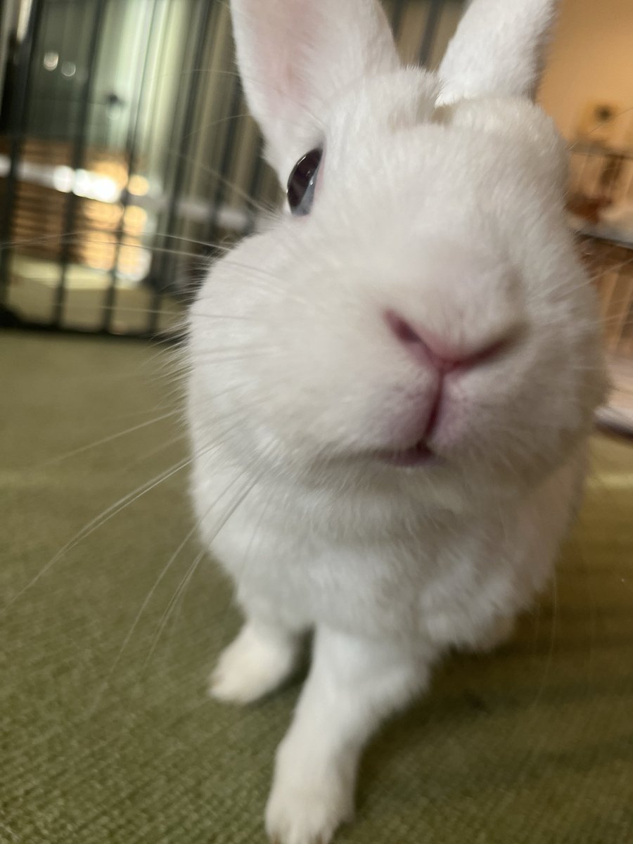 ついでに昨日撮った可愛いテテも見てほしい