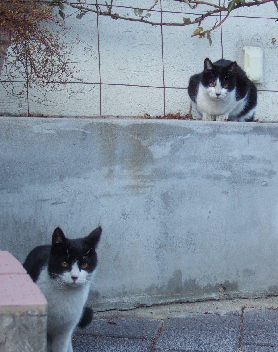 lingernight's tweet image. 냥냥 ! 🐈‍⬛🐈‍⬛