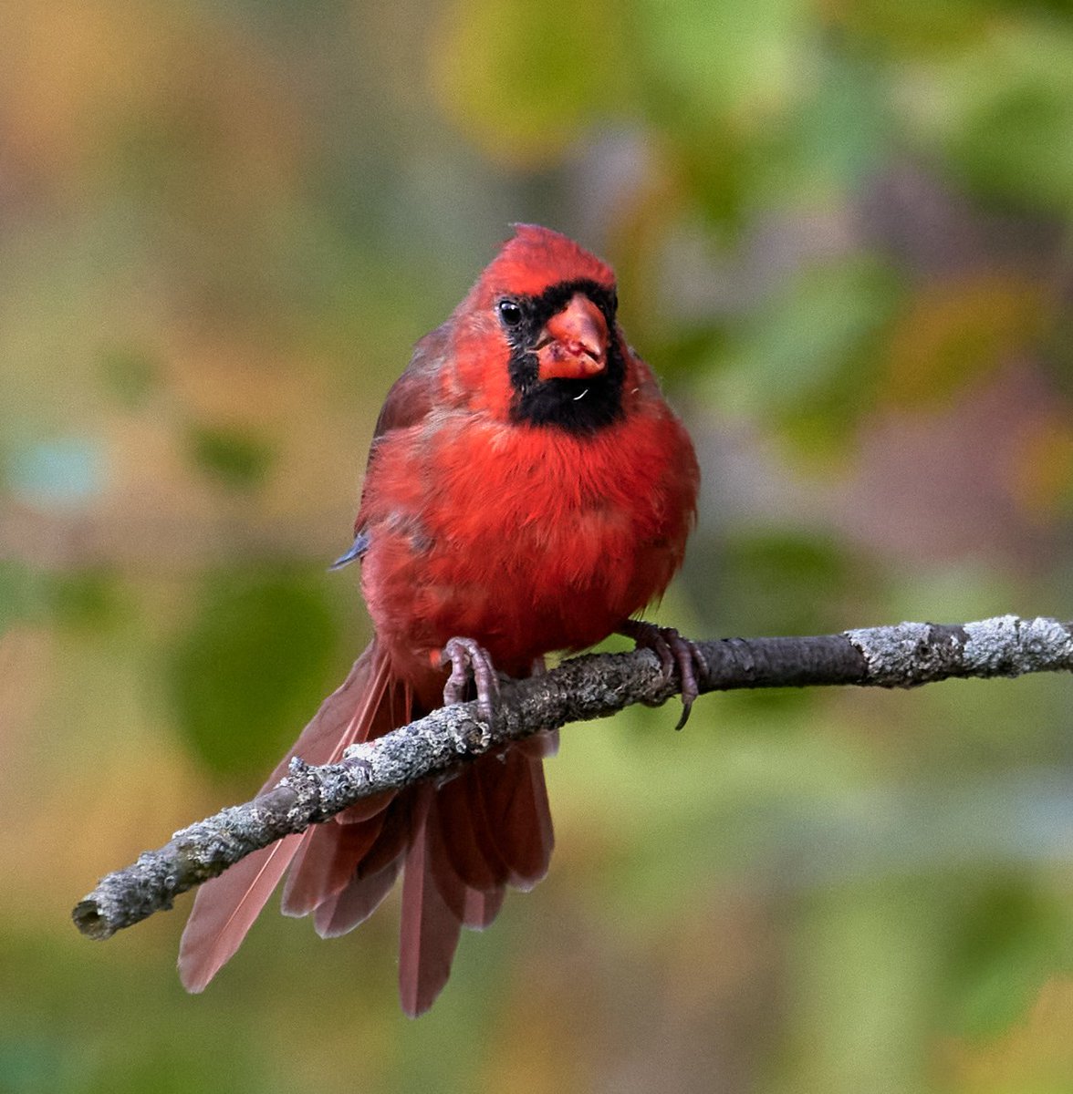 paulhayes55's tweet image. Red Cardinal