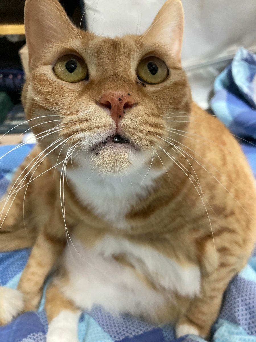 그리노이 tweet media