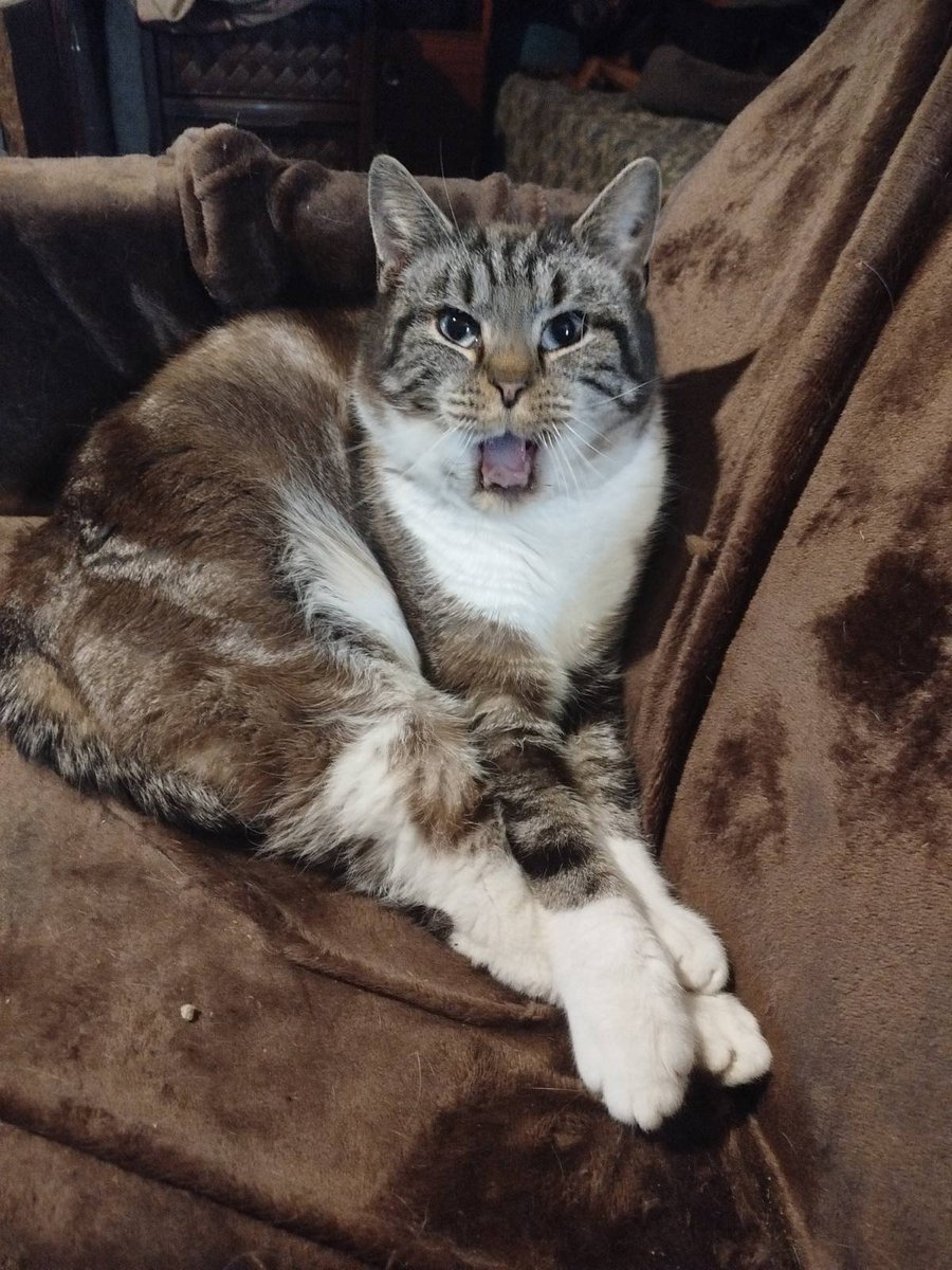 KotShurick's tweet image. Суровое котовое Здравствуйте вам сегодня от Бантино!👋😾🐾