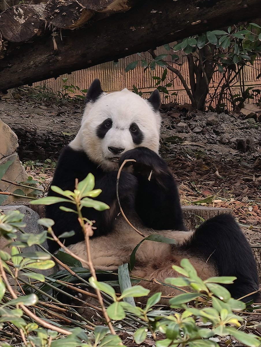 専用　シャンシャン　彩浜　楓浜 毎週シャンシャンさんから、 ～検疫その3写真～ 小耳にはさみましたが