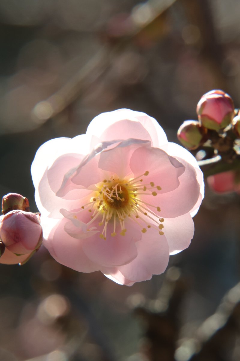 gontanokoneroku's tweet image. Japanese apricot blossoms 😃 

#Flowers #PlumBlossoms #JapaneseApricotBlossoms