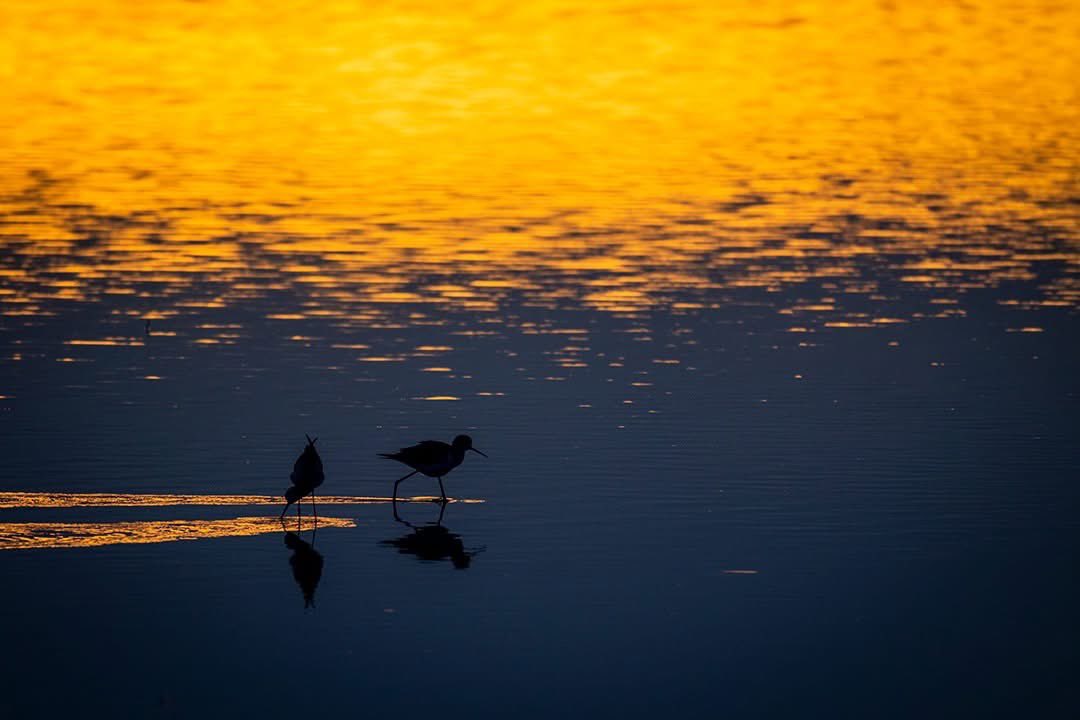 Francisco Romero I WildLife Photographer tweet media