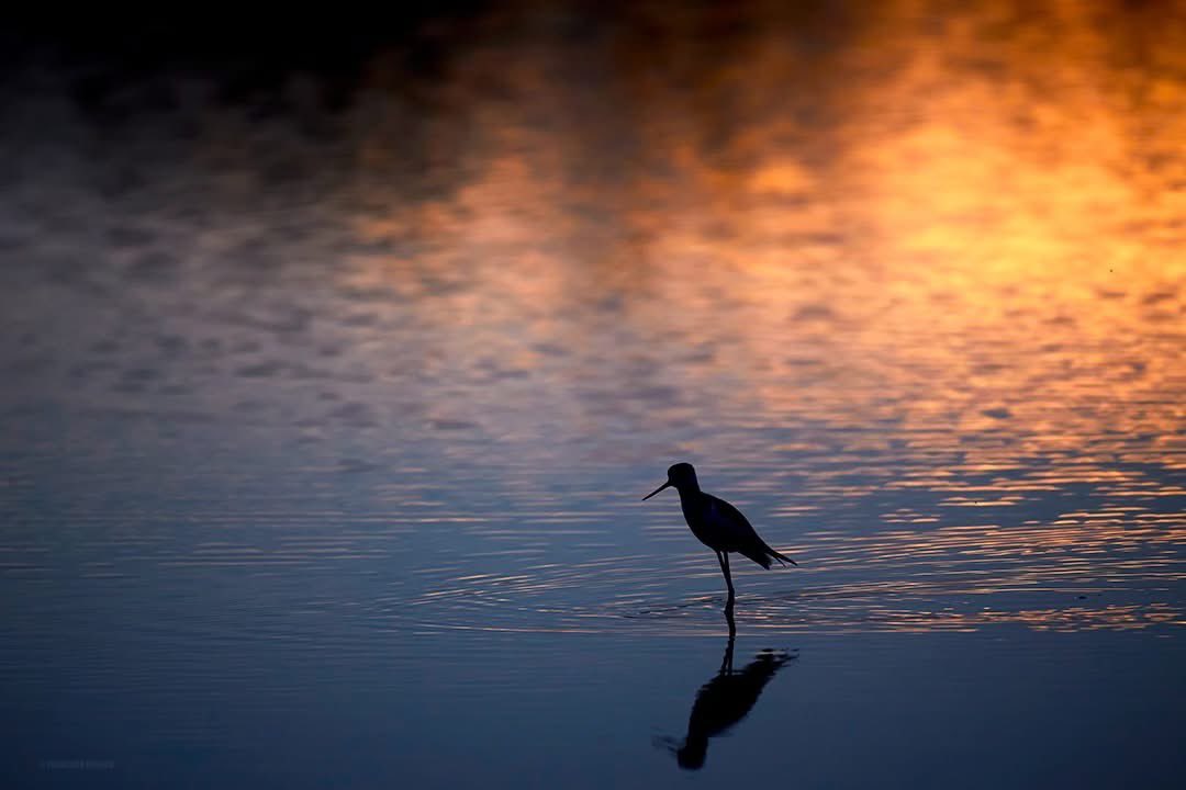 Francisco Romero I WildLife Photographer tweet media