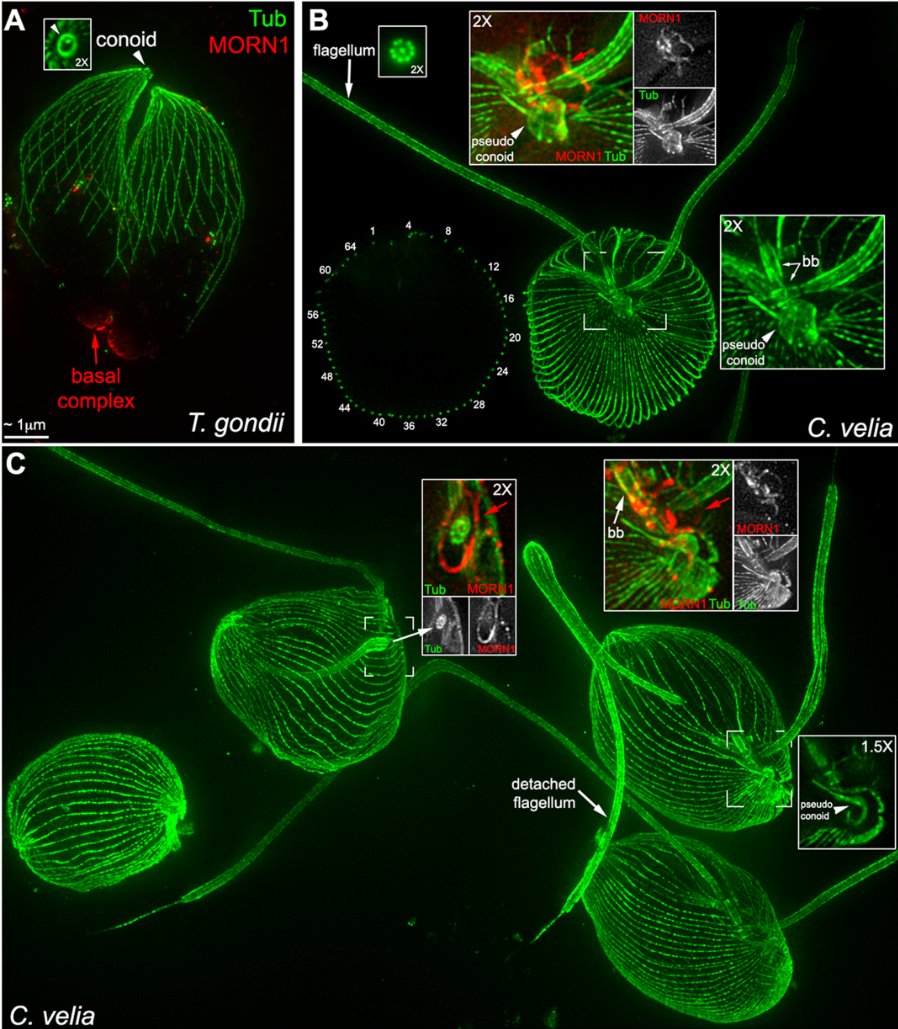 J Cell Science tweet media