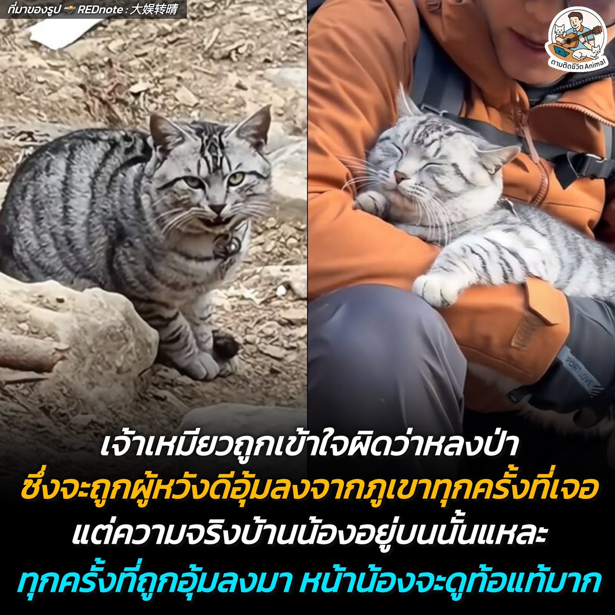เจ้าเหมียวถูกเข้าใจผิดคิดว่าหลงทาง ถูกมนุษย์ผู้หวังดีอุ้มลงมาจากภูเขาวันละหลายครั้ง ทำเจ้าตัวน้องเดินกลับบ้านที่อยู่บนเขาจนท้อแท้ไปหมดแล้ว ซึ่งแต่ละครั้งที่น้องถูกมนุษย์อุ้มลงมา “หน้าน้องจะดูสิ้นหวังมาก” 😳🥹🤣
อาณาจักรสัตว์โลก มีม&amp;สาระ By ตามติดชีวิตAnimal