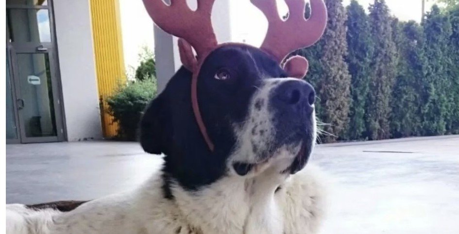 AvGulcinYapici's tweet image. Matmazelin raporuna bakınca insanın içi sızlıyor 
Kamuda görevli personeller bu cüreti nerden buldu neden ölüme sebep olup darp etti 

Sadece onlar mı suçlu  barınaklarda dışarda yüzlerce binlerce hayvanı öldürüp yada diri diri gömerek zehirleyip aç bırakarak yada madde zerk…