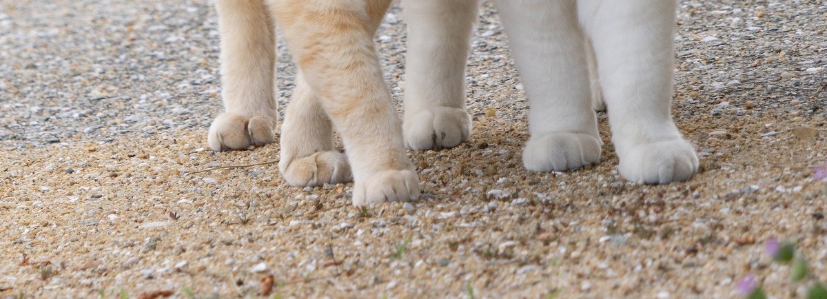 今日もお疲れニャンコです。
＜ここ＞をタップすると、４枚の写真が縦に繋がります。何匹見えたかな？