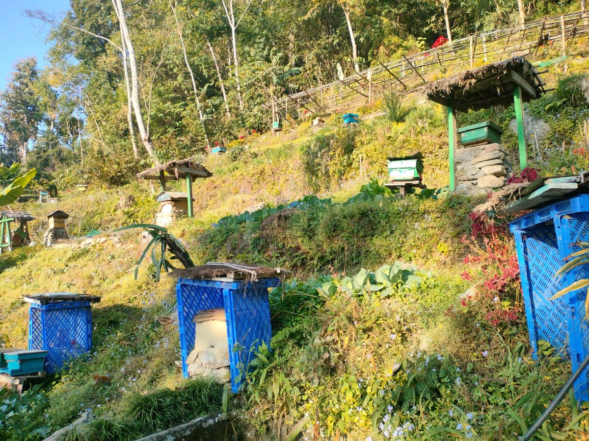 DhakalSaurav's tweet image. माैरि बचाम । #SaveBee 
चमत्कारी/अवतारी तिर लागेर हुन्न ।