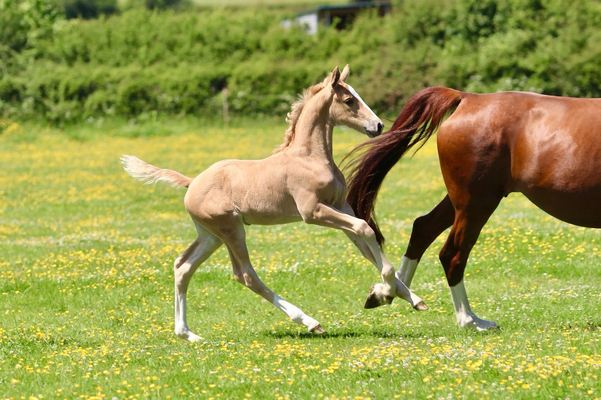 grooms_list's tweet image. JL141037 Merseyside – Junior Stud Groom required for Competition Stud 

*Single accommodation *5 day week *IRO £25k pa *Pets possible *Career opportunity
thegroomslist.co.uk/equine-jobs/14… 

#jobsinmerseyside #studwork #careersinbreedinghorses #thegroomslist #careeropportunity