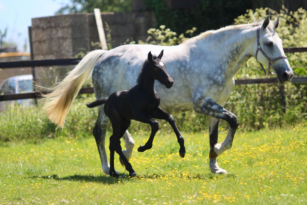 grooms_list's tweet image. JL141037 Merseyside – Junior Stud Groom required for Competition Stud 

*Single accommodation *5 day week *IRO £25k pa *Pets possible *Career opportunity
thegroomslist.co.uk/equine-jobs/14… 

#jobsinmerseyside #studwork #careersinbreedinghorses #thegroomslist #careeropportunity