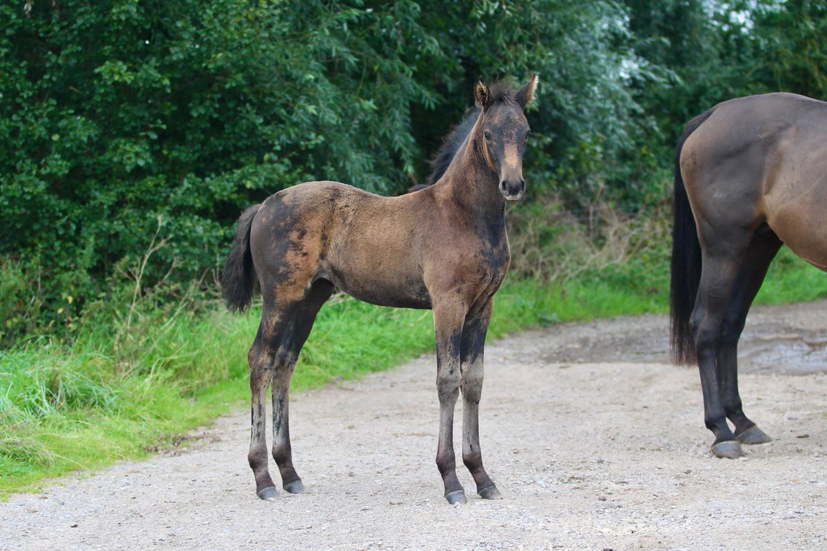 grooms_list's tweet image. JL141037 Merseyside – Junior Stud Groom required for Competition Stud 

*Single accommodation *5 day week *IRO £25k pa *Pets possible *Career opportunity
thegroomslist.co.uk/equine-jobs/14… 

#jobsinmerseyside #studwork #careersinbreedinghorses #thegroomslist #careeropportunity