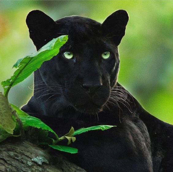 taeguide's tweet image. Wearing green contact lenses so his eyes can resemble those of a black panther