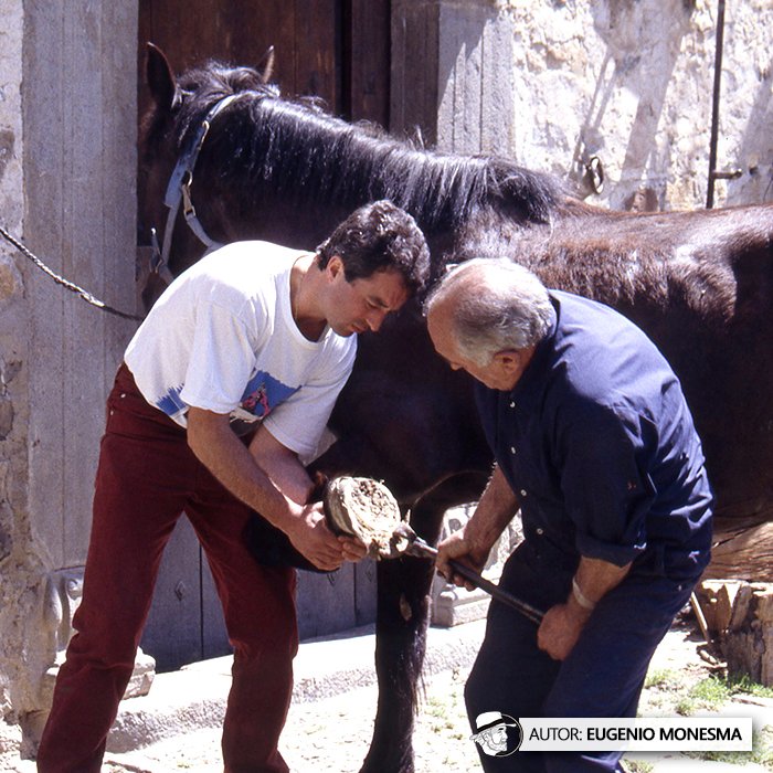EugenioMonesma's tweet image. 🐴⚒️ Lo que parece un trozo de metal es, en realidad, lo que sostiene cada paso del #CABALLO.

En 1995 conocí el trabajo del #artesano Manuel Oliván forjando #HERRADURAS y su peligrosa colocación en los cascos de los caballos.

📽️ Documental COMPLETO (9'): youtu.be/ytMge_FGC1U