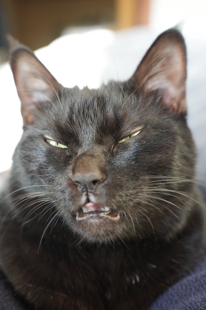 あくび直前の変顔(女の子2歳) #猫 #黒猫 #blackcat