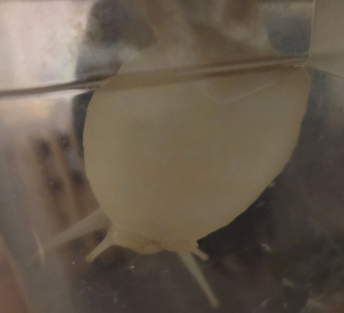 아기 완자의 원정