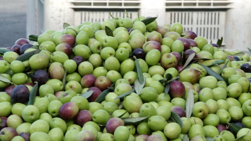 Cooperativas Agro-alimentarias de Andalucía tweet media