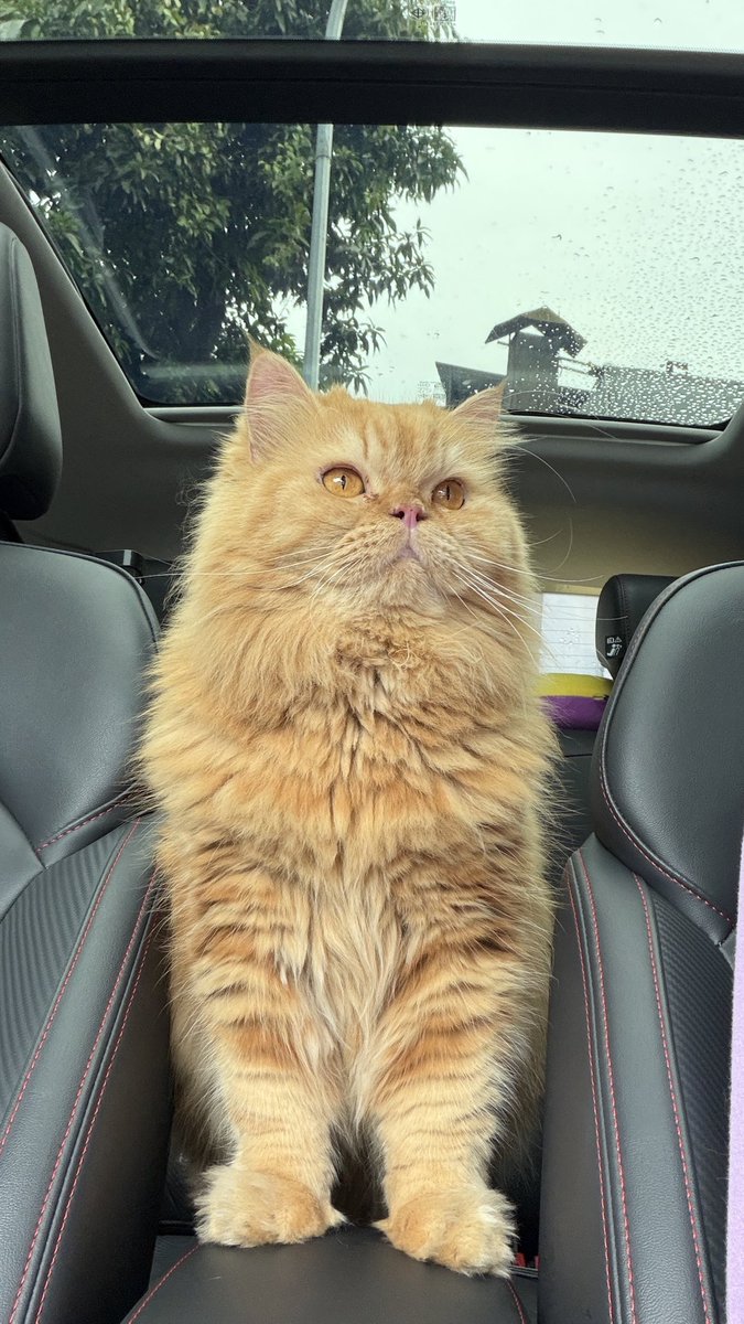 Abis jalan2 sore ges