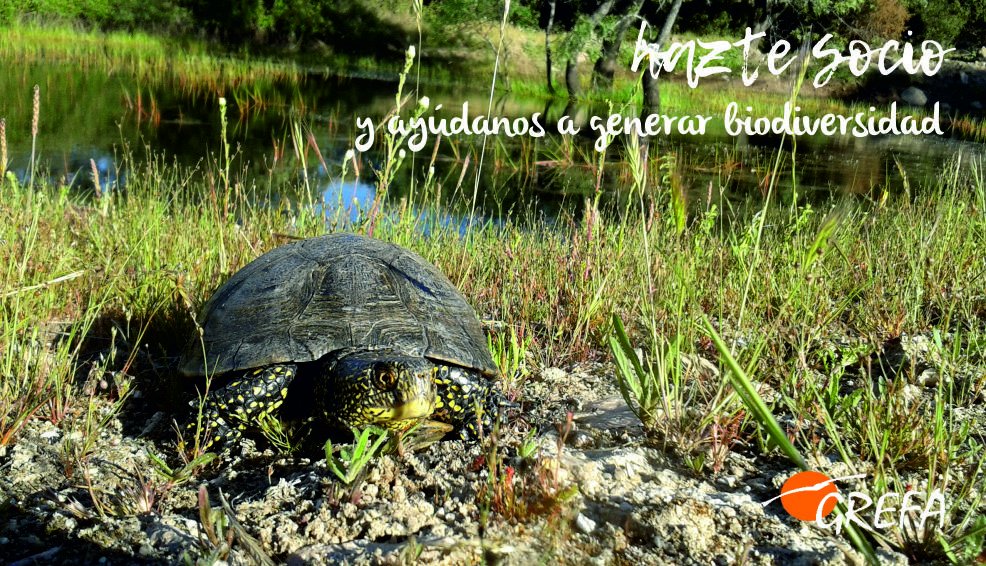 GREFA_Fauna's tweet photo. ¡Sé el pilar que nuestra fauna necesita! 🦅 En GREFA trabajamos sin descanso por la conservación. Con solo 3€ al mes, marcas la diferencia en la protección de especies y hábitats. 🌍
¡Hazte socio hoy! 👇
https://t.co/HygM67p09M
#ProtegeLaFauna #AccionPorElPlaneta #GREFA https://t.co/HiDvuPjYud